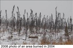 Forest fire area