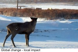 Caribou in Nome area