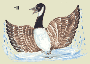 Tutangiaq says "Hi!" - Canada Goose splashing in water