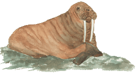 Resting walrus