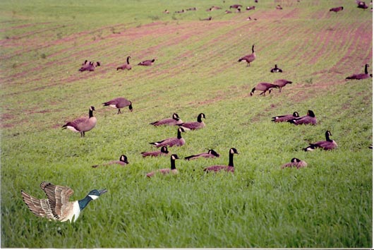 Tutangiaq in a photograph of resting Canada Geese at Creamer's Field