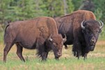 Photo of bisons