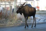 Moose walking on city street