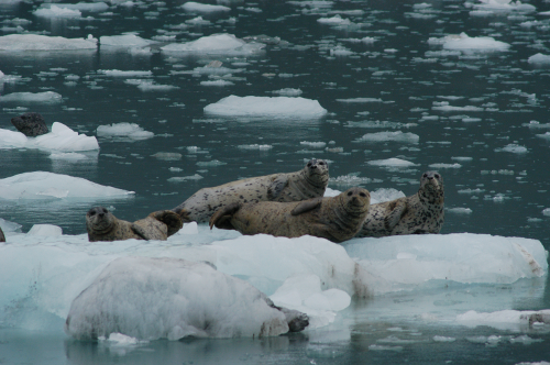 Seals resting on ice in the Johns Hopkins Inlet