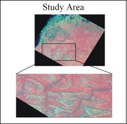 Landsat false color composite of study area