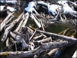 Field photo of large wood at the Unuk River