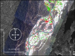 Comparison of wood classifications from 2003 and 2004